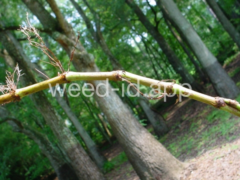 smartweed, marshpepper